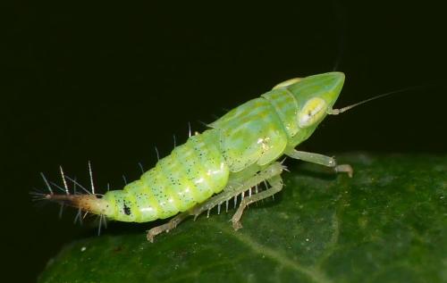 Fieberiella sp.